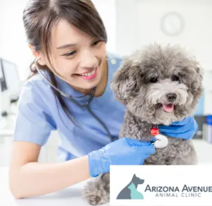 Arizona Avenue Animal Clinic arizona