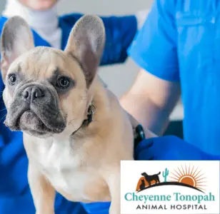 Cheyenne Tonopah Animal Hospital nevada