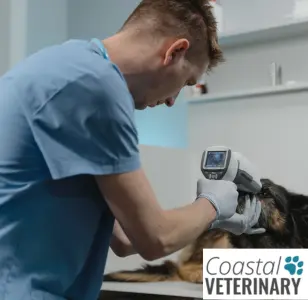 Coastal Veterinary nueva jersey