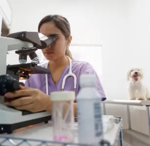 Doc Mo's Kindred Spirits Animal Hospital nevada