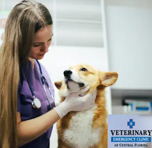 Veterinary Emergency Clinic of Central Florida Oakland, FL florida