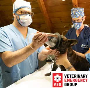 Veterinary Emergency Group nevada