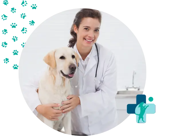 servicios caninos profesionales y certificados cerca de ti en estados unidos