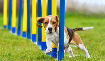 Agility para perros en estados unidos