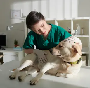 Animal Wellness Center of OKC oklahoma