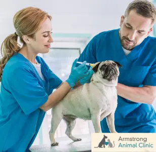 Armstrong Animal Clinic Charlotte carolina del norte