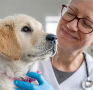 Banfield Pet Hospital fresno california