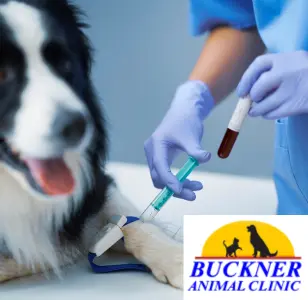 Buckner Animal Clinic texas dallas