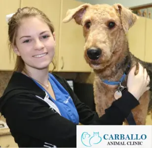 Carballo Animal Clinic miami florida