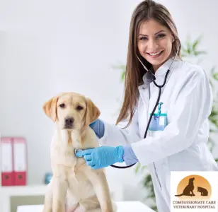 Compassionate Care Veterinary Hospital of Charlotte