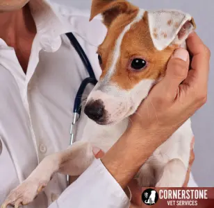 Cornerstone Veterinary Services Inc indiana
