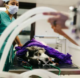 Doc Mo's Kindred Spirits Animal Hospital las vegas nevada
