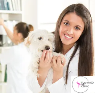 Flamingo Pet Clinic las vegas nevada