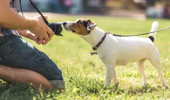 Fotógrafos para perros en estados unidos