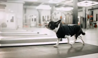 Gimnasios para perros en estados unidos