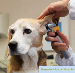 Greenfield Animal Hospital miami florida
