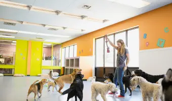 Guarderias para perros estados unidos