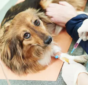 Integrative Vet Hospital Formerly Animal Kingdom Veterinary Hospital las vegas nevada