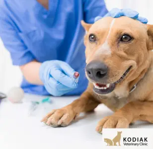 Kodiak Veterinary Clinic alaska