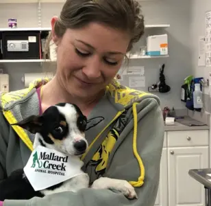 Mallard Creek Animal Hospital charlotte carolina del norte