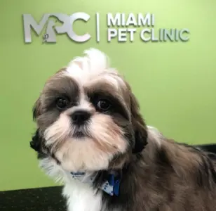 Miami Pet Clinic miami florida