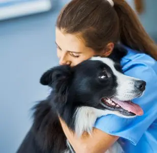 Mobile Veterinary Animal Clinic forest hills nueva york