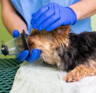 Oakwood Veterinary Clinic oklahoma