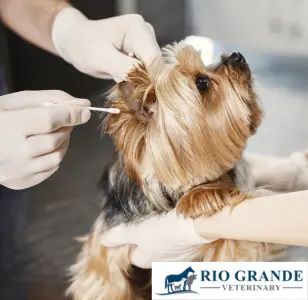 Rio Grande Veterinary Clinic laredo texas