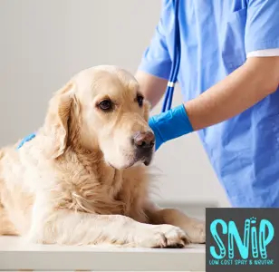 SNIP Spay & Neuter Hobart, Indiana