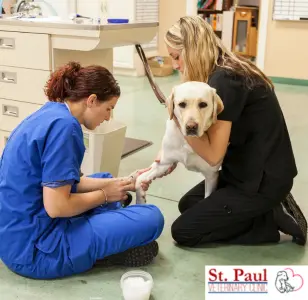 St. Paul Veterinary Clinic Milwaukee