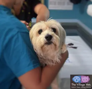 The Village Vets Buckhead atlanta georgia