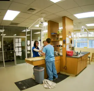 Treehouse Animal Clinic atlanta georgia