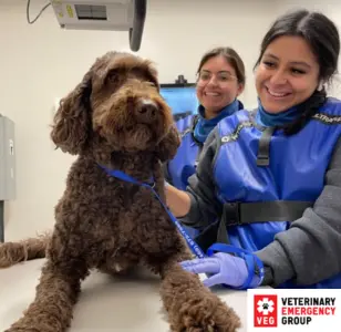 Veterinary Emergency Group miami florida