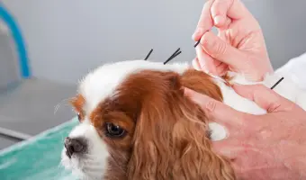 acupultura para perros en estados unidos
