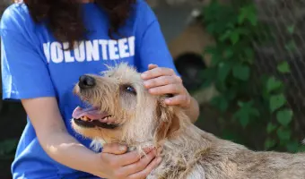 adopcion para perros estados unidos