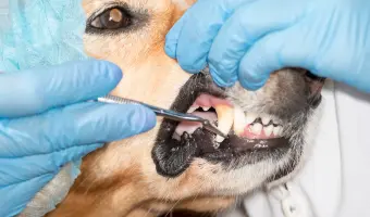 dentistas para perros en estados unidos