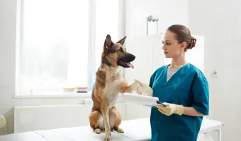 hospitales para perros estados unidos