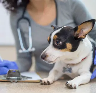 clinica veterinaria san fernando puerto rico