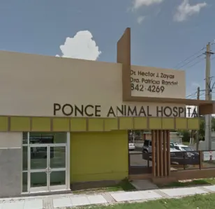 ponce animal hospital ponce puerto rico