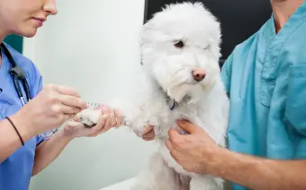 Análisis de laboratorio para perros