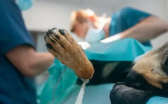 Cirugía veterinaria para perros