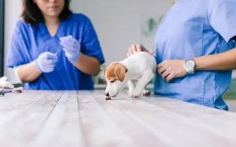 Desparasitación de perros