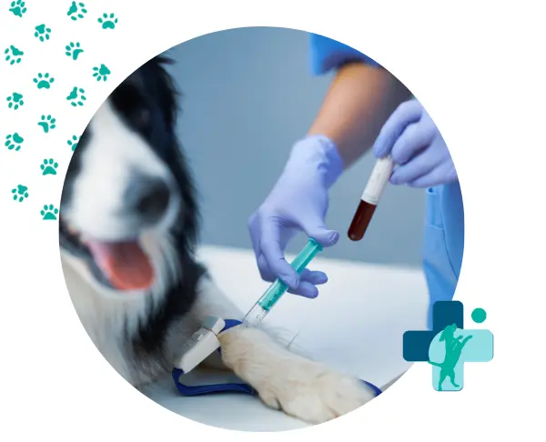 análisis de laboratorio para perros de sangre, orina y heces