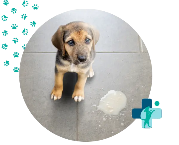 atencion de emergencias veterinarias 24 horas