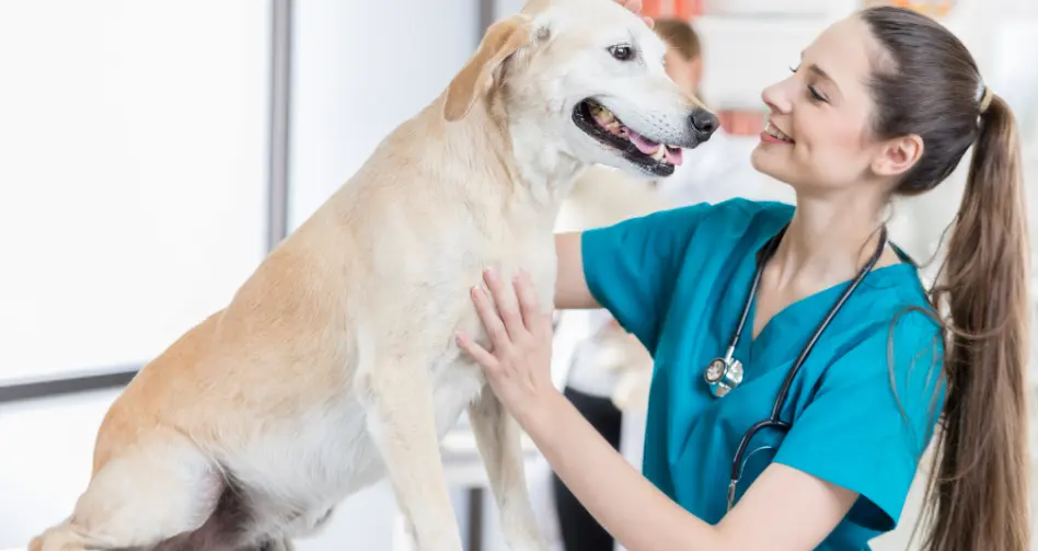 cardiologia veterinaria