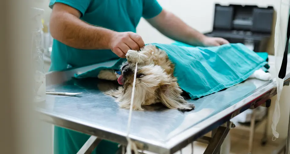 cirugia veterinaria