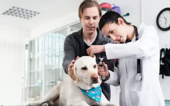 consultas veterinarias generales para perros