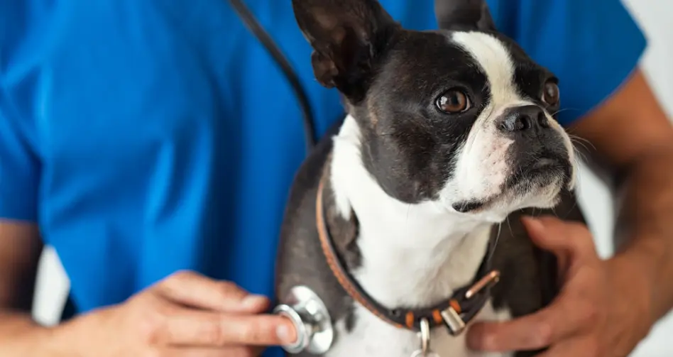 cuanto gana un veterinario en Estados Unidos