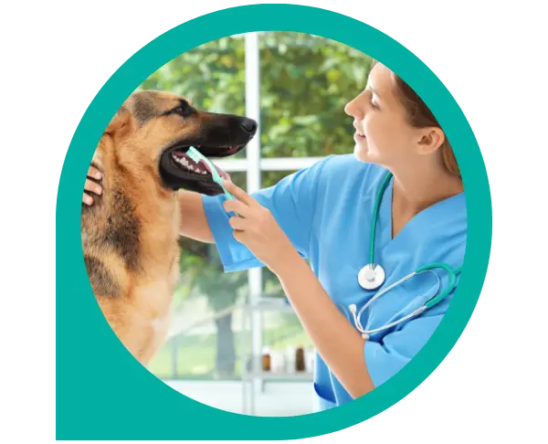cuidado dental para perros