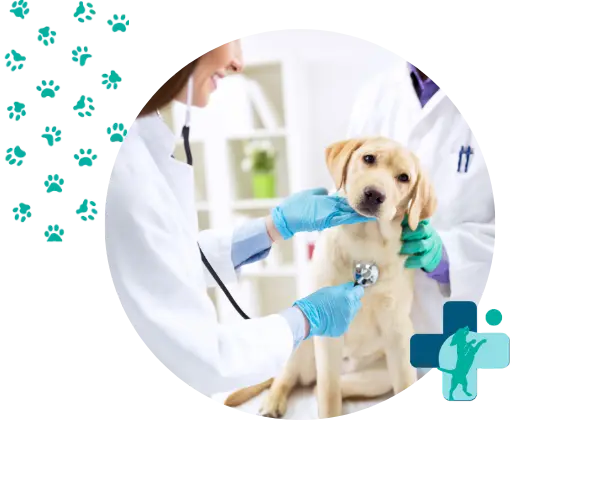 cuidado general y exámenes de salud para el bienestar de tu perro